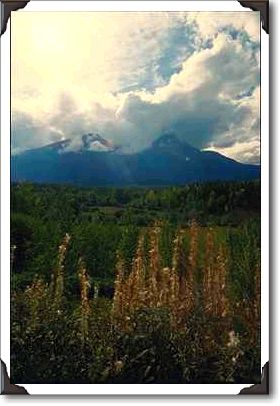 Tall Trees And Peaks