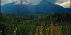 Tall Trees And Peaks