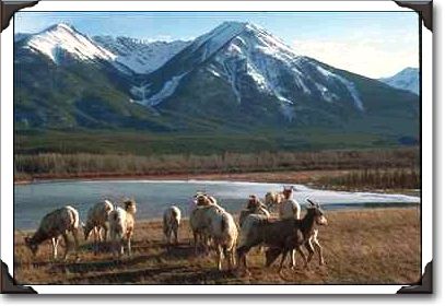 Goats, Frozen Lake, Mountain Goats, Frozen Lake, Mountain