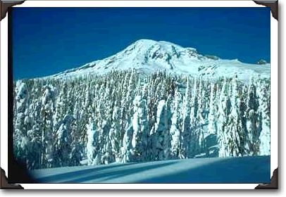 Snowladen Treeline With Peak Behind Snowladen Treeline With Peak Behind