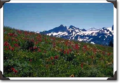 Red, White Flowers, Mountain Behind Red, White Flowers, Mountain Behind
