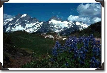 Purple Lupine Framing Icy Peaks Purple Lupine Framing Icy Peaks