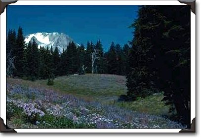 Wildflowers At Ski Run, Gondolas Wildflowers At Ski Run, Gondolas