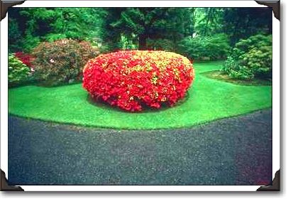 Portland, The Japanese Gardens, Azalea Portland, The Japanese Gardens, Azalea
