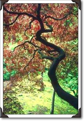 Portland, Japanese Lace-Leaf Maple Portland, Japanese Lace-Leaf Maple