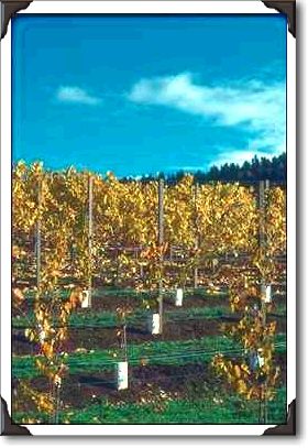 Yamhill County, Vineyards Yamhill County, Vineyards