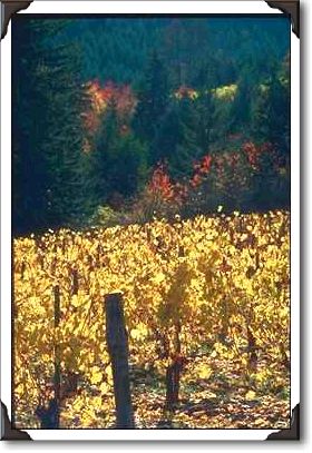 Yamhill County, Vineyards Yamhill County, Vineyards