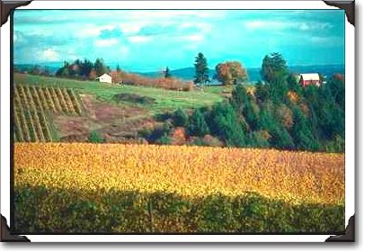 Yamhill County, Vineyards Yamhill County, Vineyards