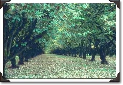 Yamhill County, Filbert Orchard Yamhill County, Filbert Orchard