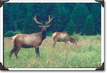 Madison Grant Elk Refuge, Roosevelt Elk Madison Grant Elk Refuge, Roosevelt Elk