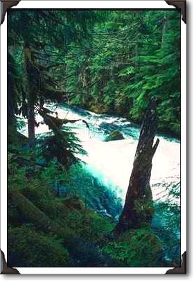 Williamette National Forest, McKenzie River Williamette National Forest, McKenzie River