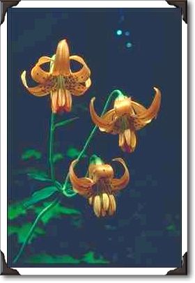 Mt. Hood National Forest, Columbia Lily Mt. Hood National Forest, Columbia Lily
