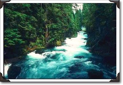 Willamette National Forest, Mckenzie River Willamette National Forest, Mckenzie River