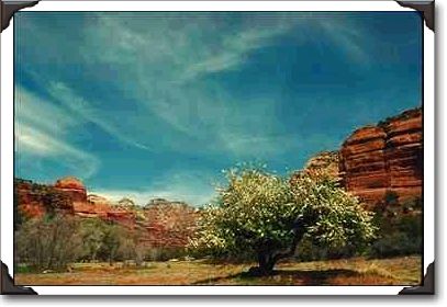 Tree, Boynton Canyon near Sedona, Arizona Tree, Boynton Canyon near Sedona, Arizona