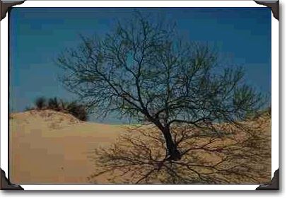 Monahan's Sandhills State Park, Texas Monahan's Sandhills State Park, Texas