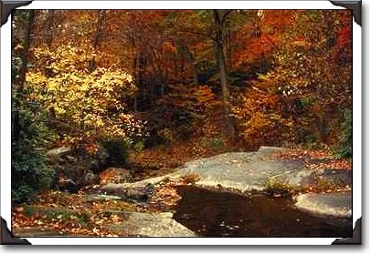 Autumn scene, Bear Run Stream, Pennsylvania Autumn scene, Bear Run Stream, Pennsylvania