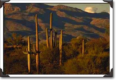 Saguaro Cactus at Saguaro National Monument, Arizona Saguaro Cactus at Saguaro National Monument, Arizona