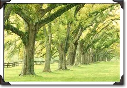 Boone Hall, Mount Pleasant, South Carolina Boone Hall, Mount Pleasant, South Carolina