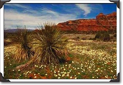 Wild flowers on Boynton Pass Road, near Sedona, Arizona Wild flowers on Boynton Pass Road, near Sedona, Arizona