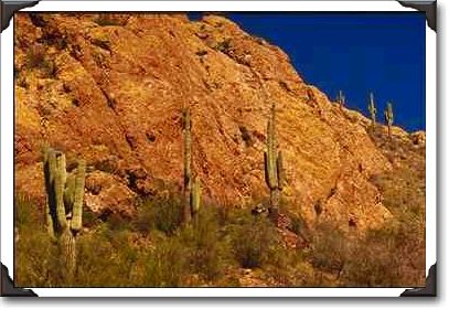Saguaro Cactus, Tonto National Forest, Apache Trail, Arizona Saguaro Cactus, Tonto National Forest, Apache Trail, Arizona