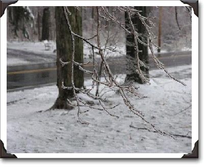 Ice Storm Beauty Ice Storm Beauty