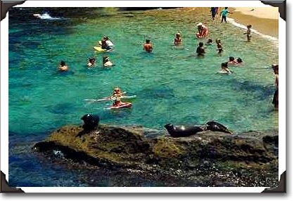 "The Children's Pool", La Jolla "The Children's Pool", La Jolla