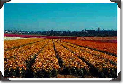 Ranunculus fields, Carlsbad Ranunculus fields, Carlsbad