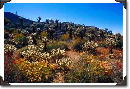 Desert flowers, Anza Borrego Desert State Park Desert flowers, Anza Borrego Desert State Park