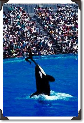 Oca catapulting trainer, Sea World Oca catapulting trainer, Sea World