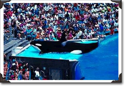Killer whale and audience, Sea World Killer whale and audience, Sea World