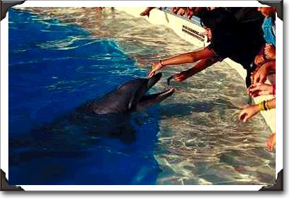 Dolphin feeding, Sea World Dolphin feeding, Sea World