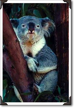 Koala, San Diego Zoo Koala, San Diego Zoo