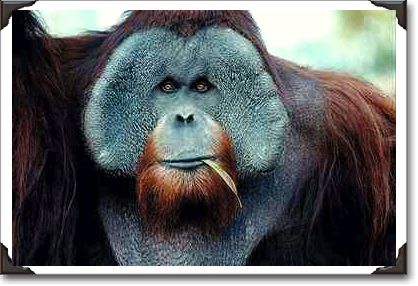 Orangutan, San Diego Zoo Orangutan, San Diego Zoo