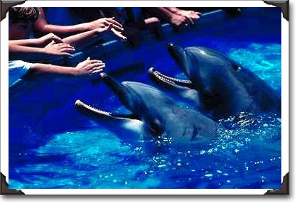 Dolphin feeding, Sea World Dolphin feeding, Sea World