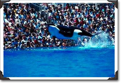 Orca performance, Sea World Orca performance, Sea World
