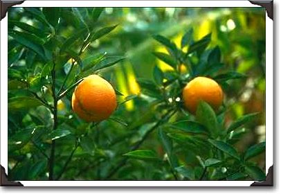 Oranges in plantation Oranges in plantation
