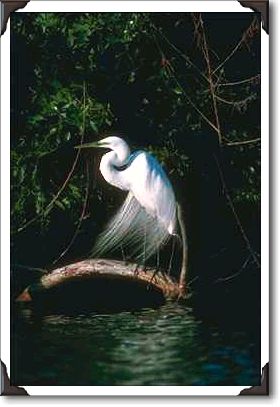 Great egret, Everglades Great egret, Everglades