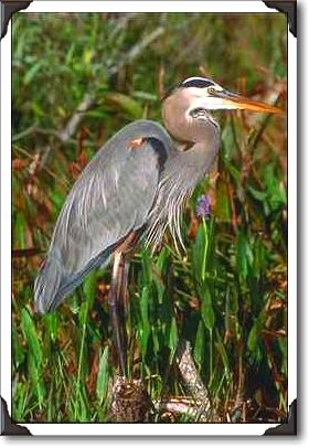 Great blue heron, Everglades Great blue heron, Everglades