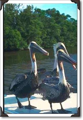 Pelicans, Everglades Pelicans, Everglades