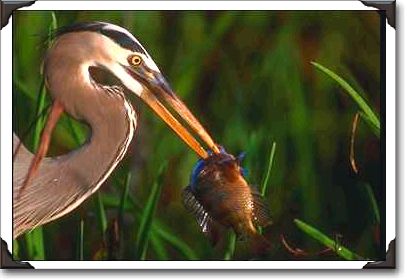 Great blue heron, Everglades Great blue heron, Everglades