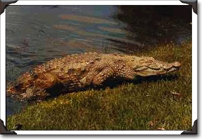 Crocodile emerging from water, Fort Lauderdale Crocodile emerging from water, Fort Lauderdale