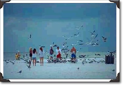 Feeding the seagulls on the beach, Sarasota Feeding the seagulls on the beach, Sarasota
