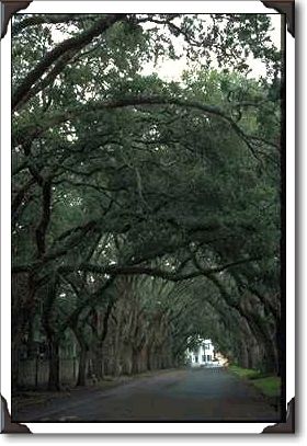 Magnolia Avenue, St. Augustine Magnolia Avenue, St. Augustine