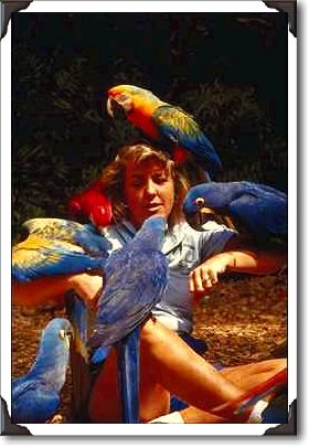 Macaw attack, Parrot Jungle Macaw attack, Parrot Jungle