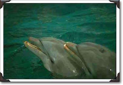 Dolphin twins, Seaquarium Dolphin twins, Seaquarium
