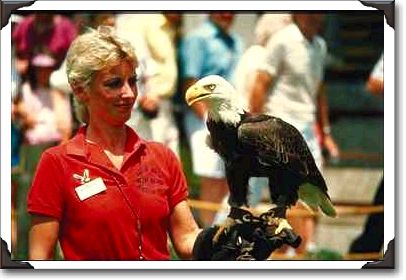 Trainer with eagle at Weeki Wachee Springs Trainer with eagle at Weeki Wachee Springs