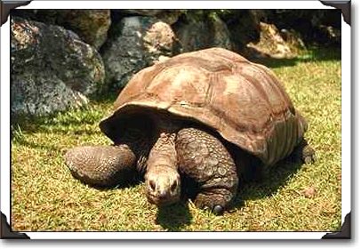 Turtle, Busch Gardens Turtle, Busch Gardens