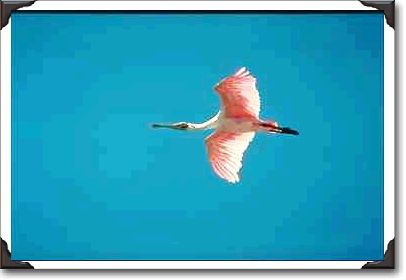 Roseate spoonbill flies near Sanibel Island Roseate spoonbill flies near Sanibel Island