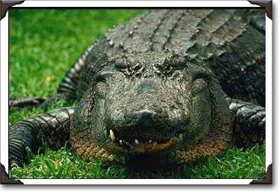 American alligator at Busch Gardens American alligator at Busch Gardens