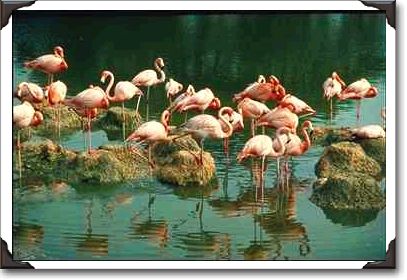 Flamingoes at Busch Gardens Flamingoes at Busch Gardens
